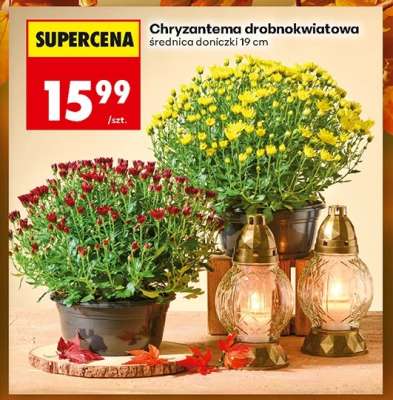 Chryzantema drobnokwiatowa
