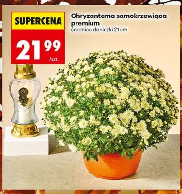 Chryzantema samokrzewiąca premium