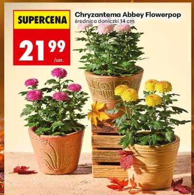Chryzantema Abbey Flowerpop