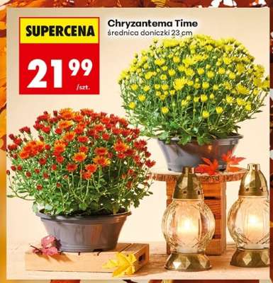 Chryzantema Time