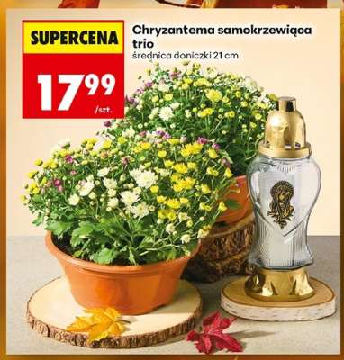 Chryzantema samokrzewiąca trio