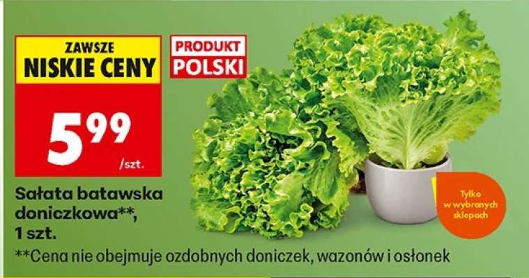 Sałata batawska doniczkowa