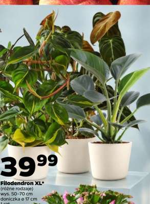 Filodendron XL