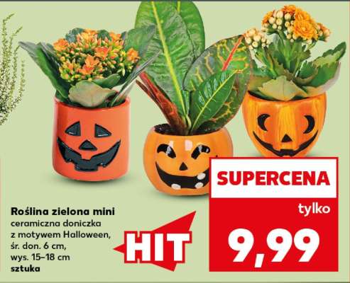 Roślina zielona mini