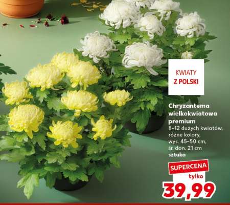 Chryzantema wielkokwiatowa premium