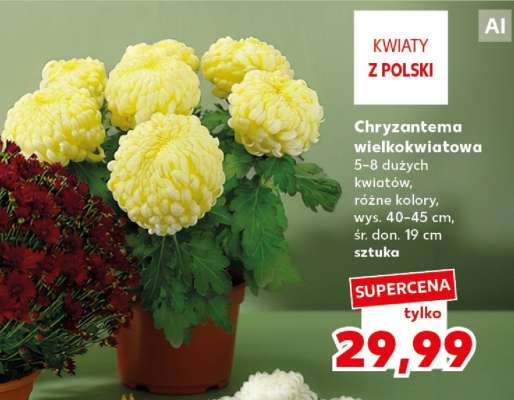 Chryzantema wielkokwiatowa