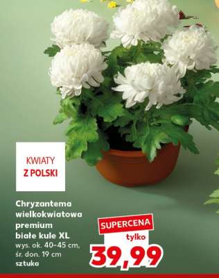 Chryzantema wielkokwiatowa premium białe kule XL