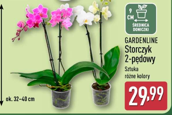 GARDENLINE Storczyk 2-pędowy