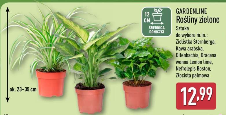 GARDENLINE Rośliny zielone