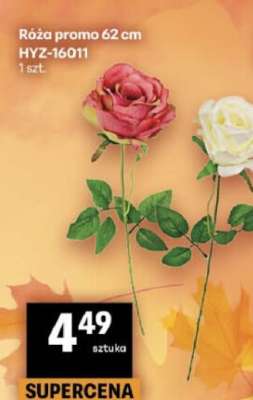 Róża promo 62 cm