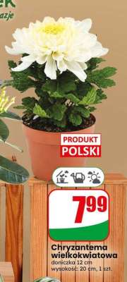 Chryzantema wielkokwiatowa